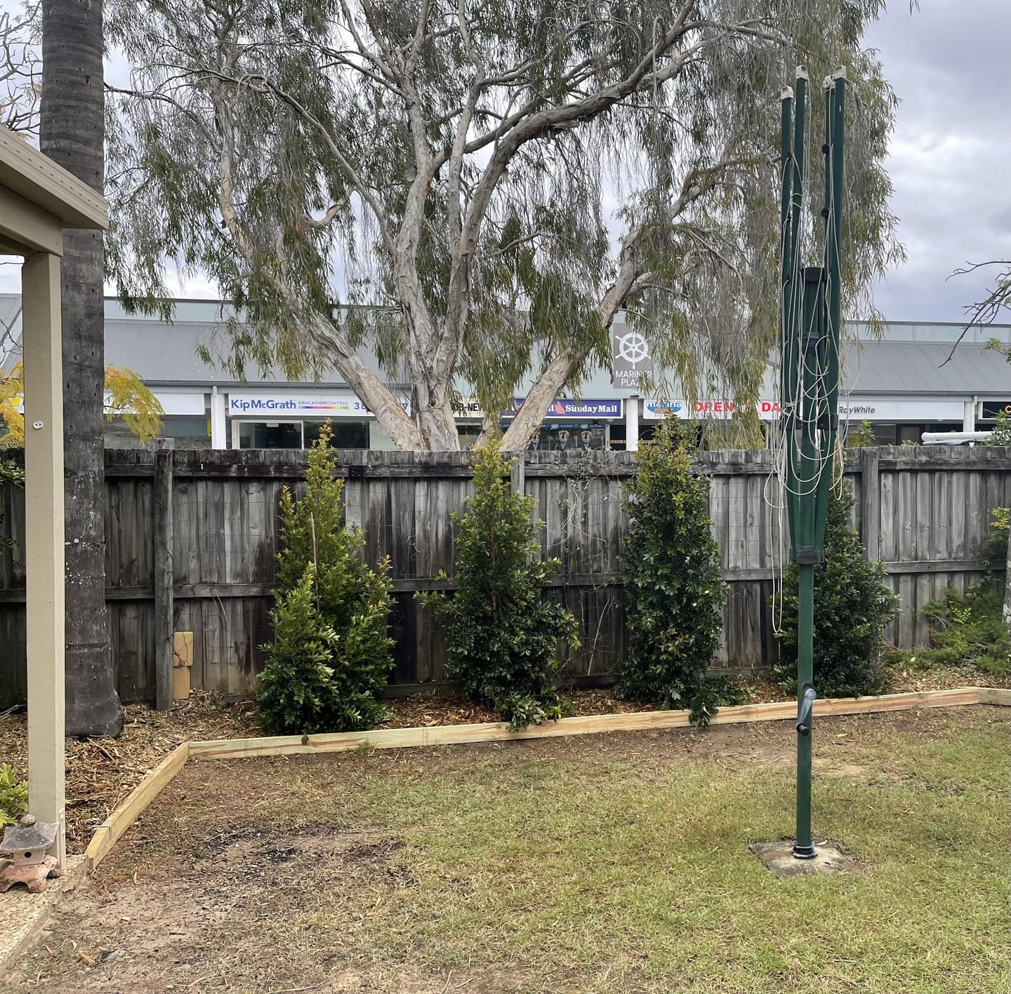 Customer photo review of Lilly Pilly Resilience - Syzygium australe 'Resilience'