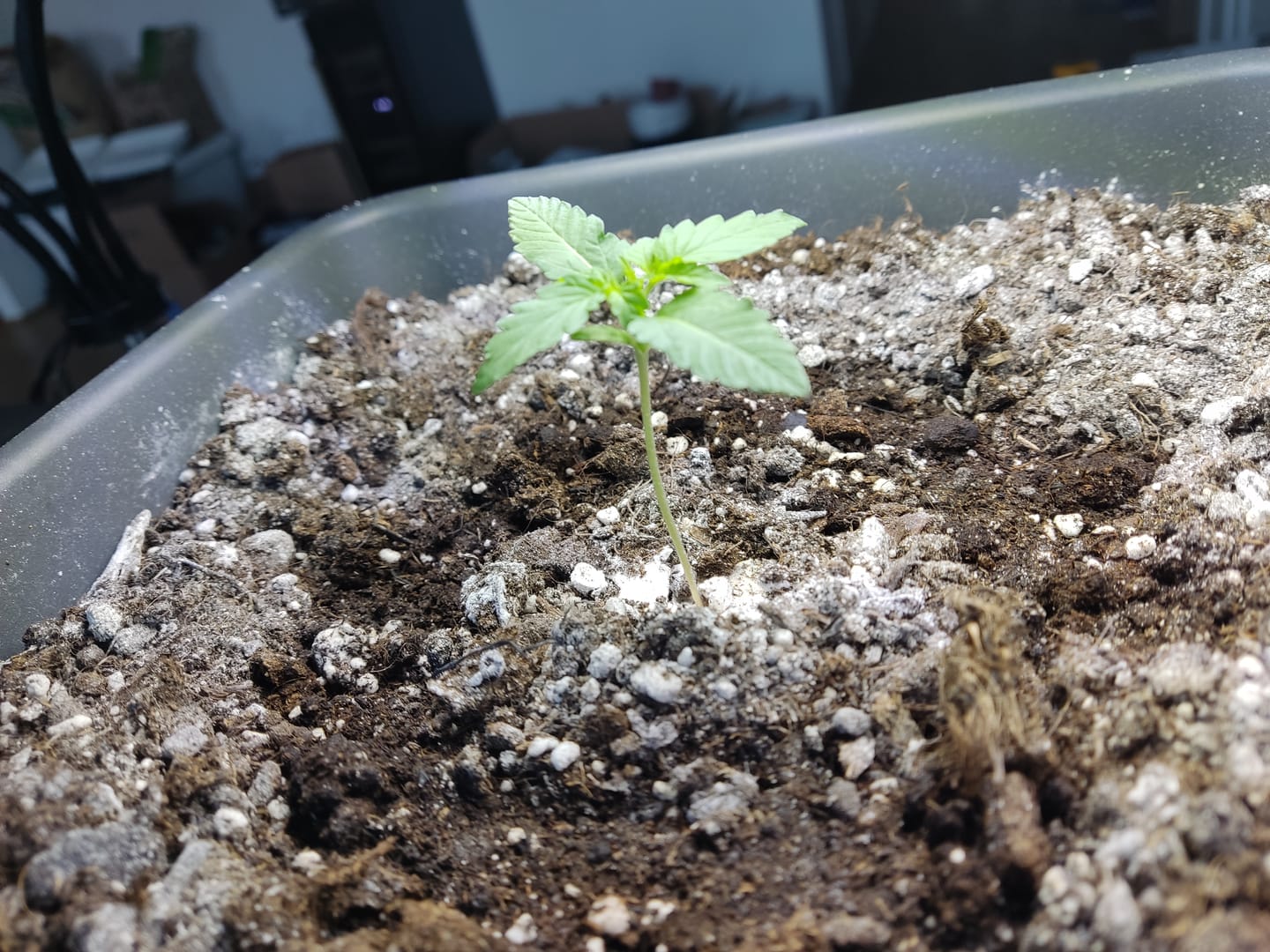 Customer photo review of Purple Haze 040 Cannabis Samen - Extra Strong - Feminisierte Autoflowering Samen