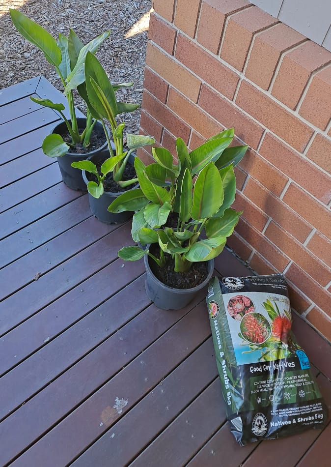 Customer photo review of Bird of Paradise - Strelitzia reginae