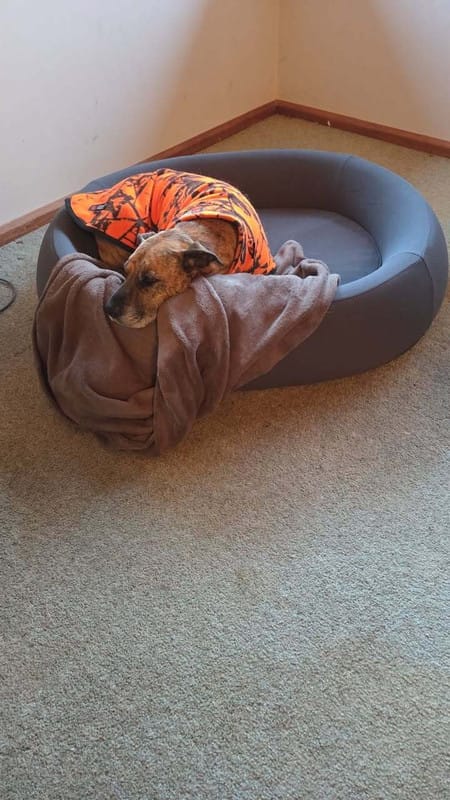 Customer photo review of Brooklyn® Nest Dog Bed