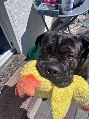 Customer photo review of Anti-Stress Ente