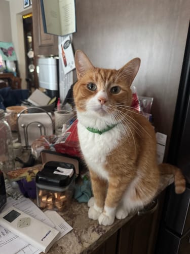 Customer photo review of FurLife™ - 8 Months Flea and Tick Collar for Cats