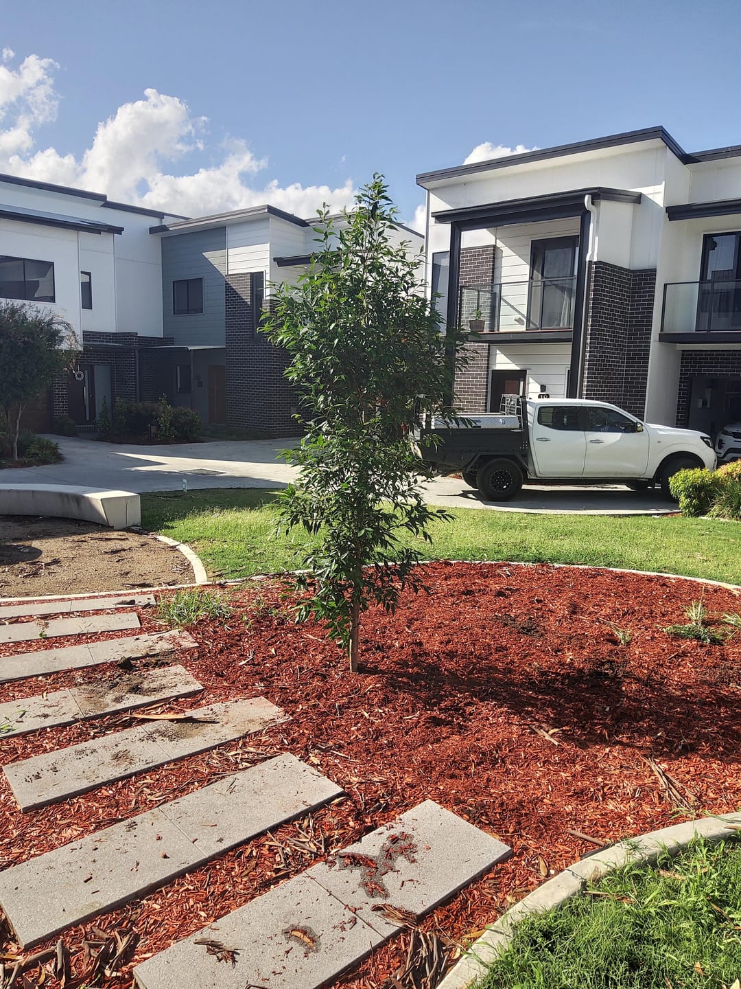 Customer photo review of Weeping Lilly Pilly Tree - Waterhousia floribunda