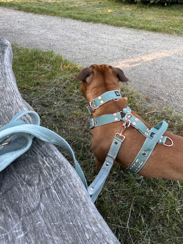 Customer photo review of Multi Guard Leash Rose Edition Pastel Green - Multi-väktarkoppel