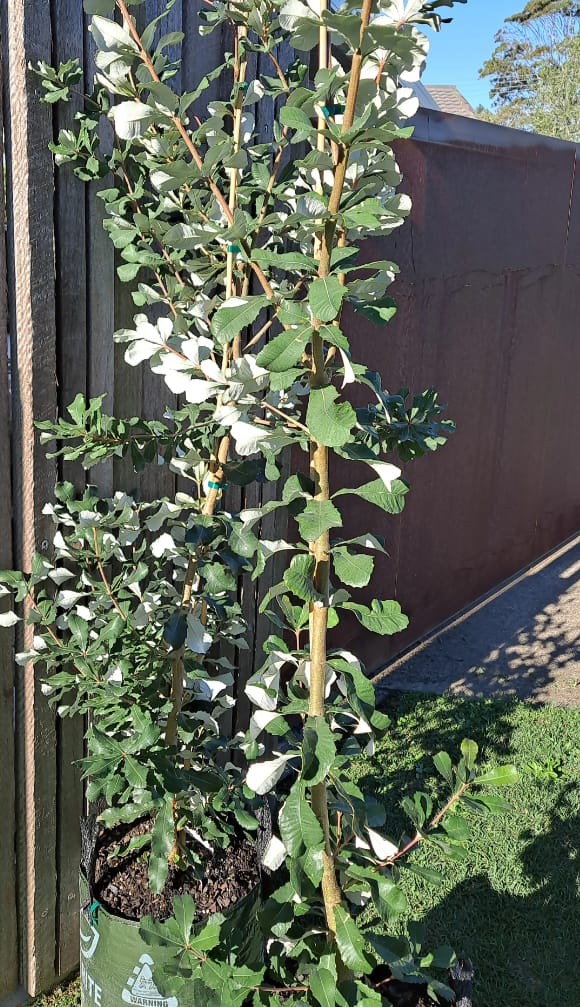 Customer photo review of Coast Banksia - Banksia integrifolia