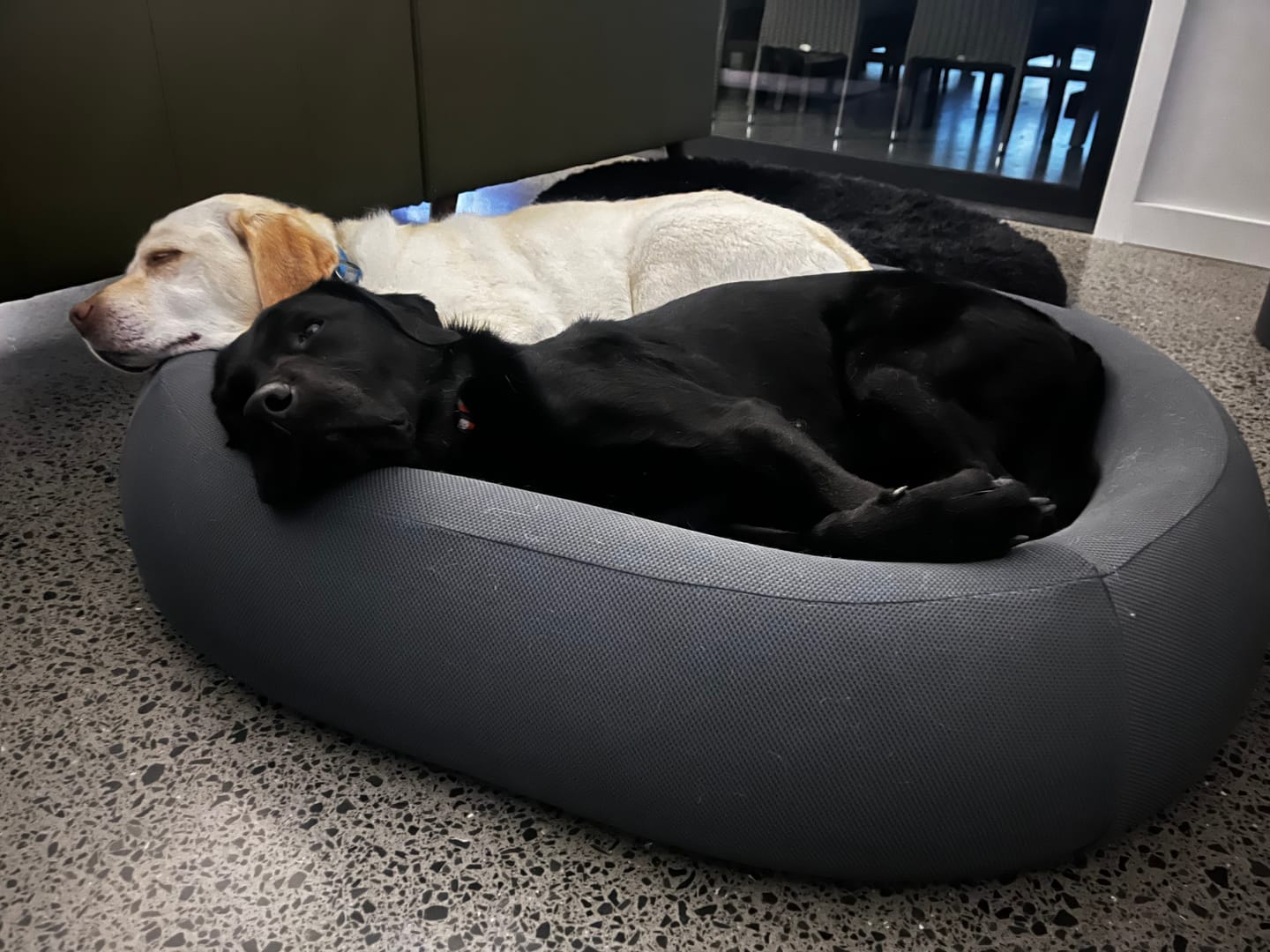 Customer photo review of Brooklyn® Nest Dog Bed