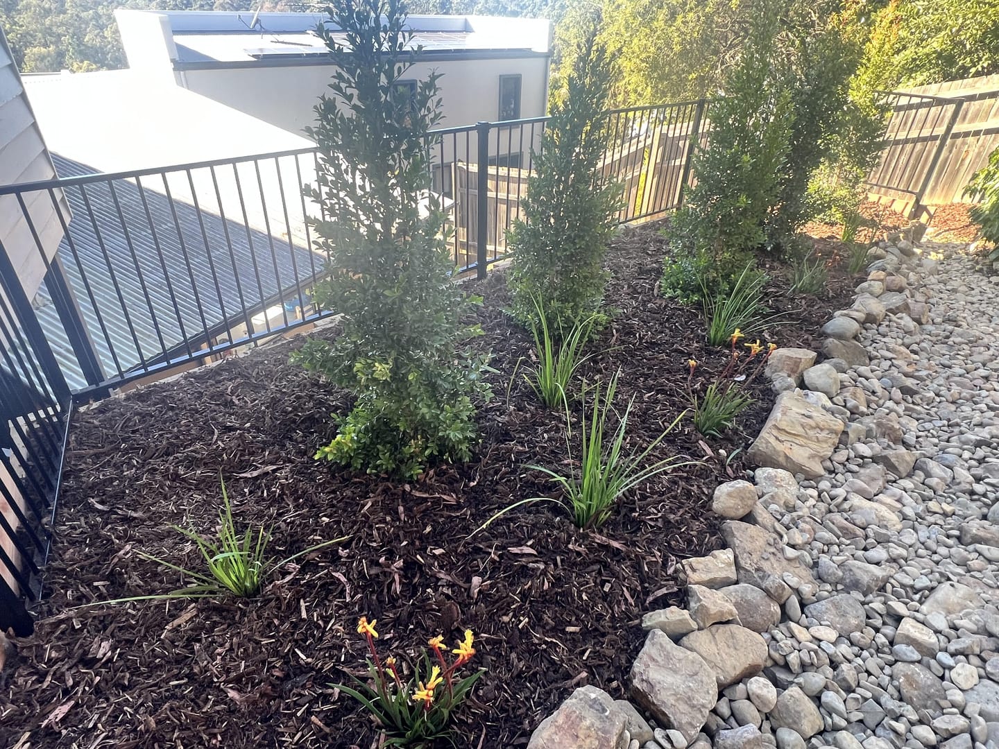 Customer photo review of Lilly Pilly Resilience - Syzygium australe 'Resilience'