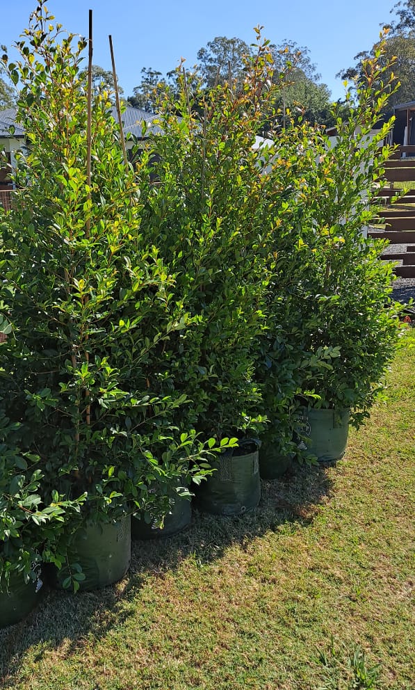 Customer photo review of Lilly Pilly Resilience - Syzygium australe 'Resilience'