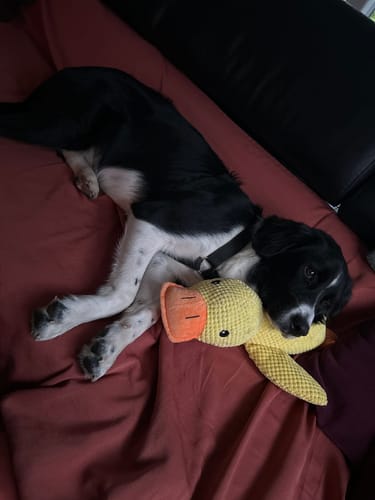 Customer photo review of Anti-Stress Ente