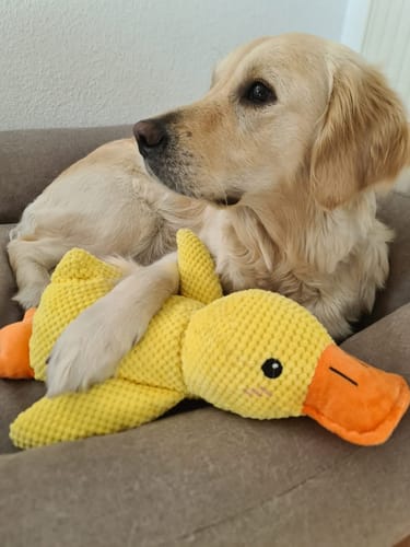 Customer photo review of Anti-Stress Ente