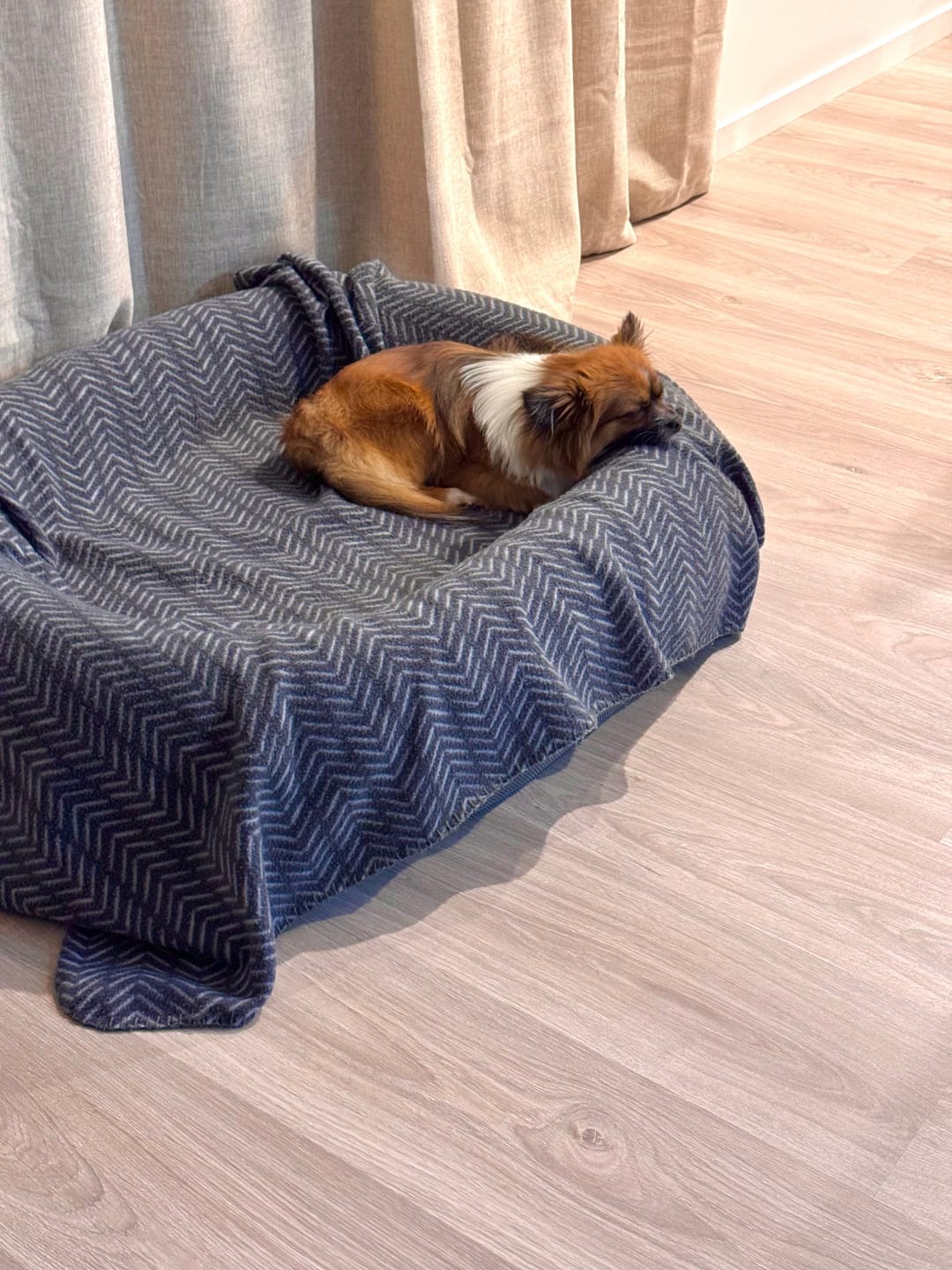 Customer photo review of Brooklyn® Nest Dog Bed