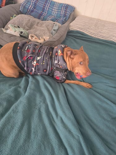 Customer photo review of Rock and Roll Dog Hoodie