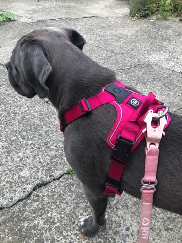 Customer photo review of Anti Pull Harness | With Handle & Lighter | Hurricane Harness - Carminerose