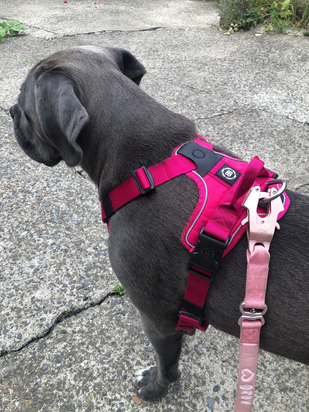 Customer photo review of Anti Pull Harness | With Handle & Lighter | Hurricane Harness - Carminerose