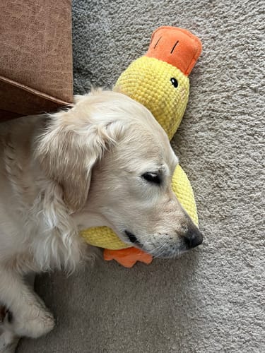 Customer photo review of Anti-Stress Ente