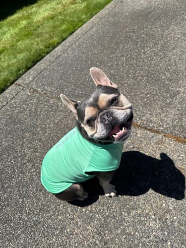 Customer photo review of Sunblock Dog T-Shirt - Mint