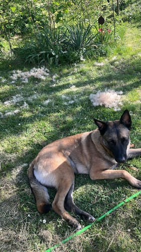 Customer photo review of Fellwunder-Bürste