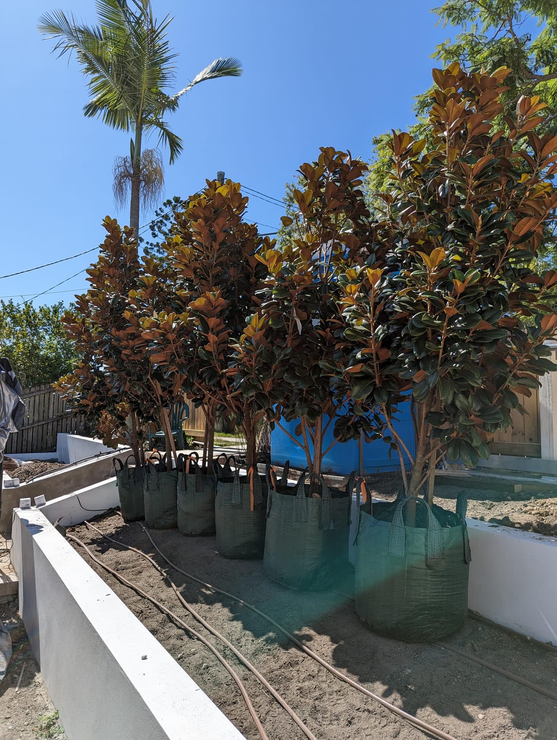 Customer photo review of Teddy Bear Magnolia - Magnolia grandiflora 'Teddy Bear'