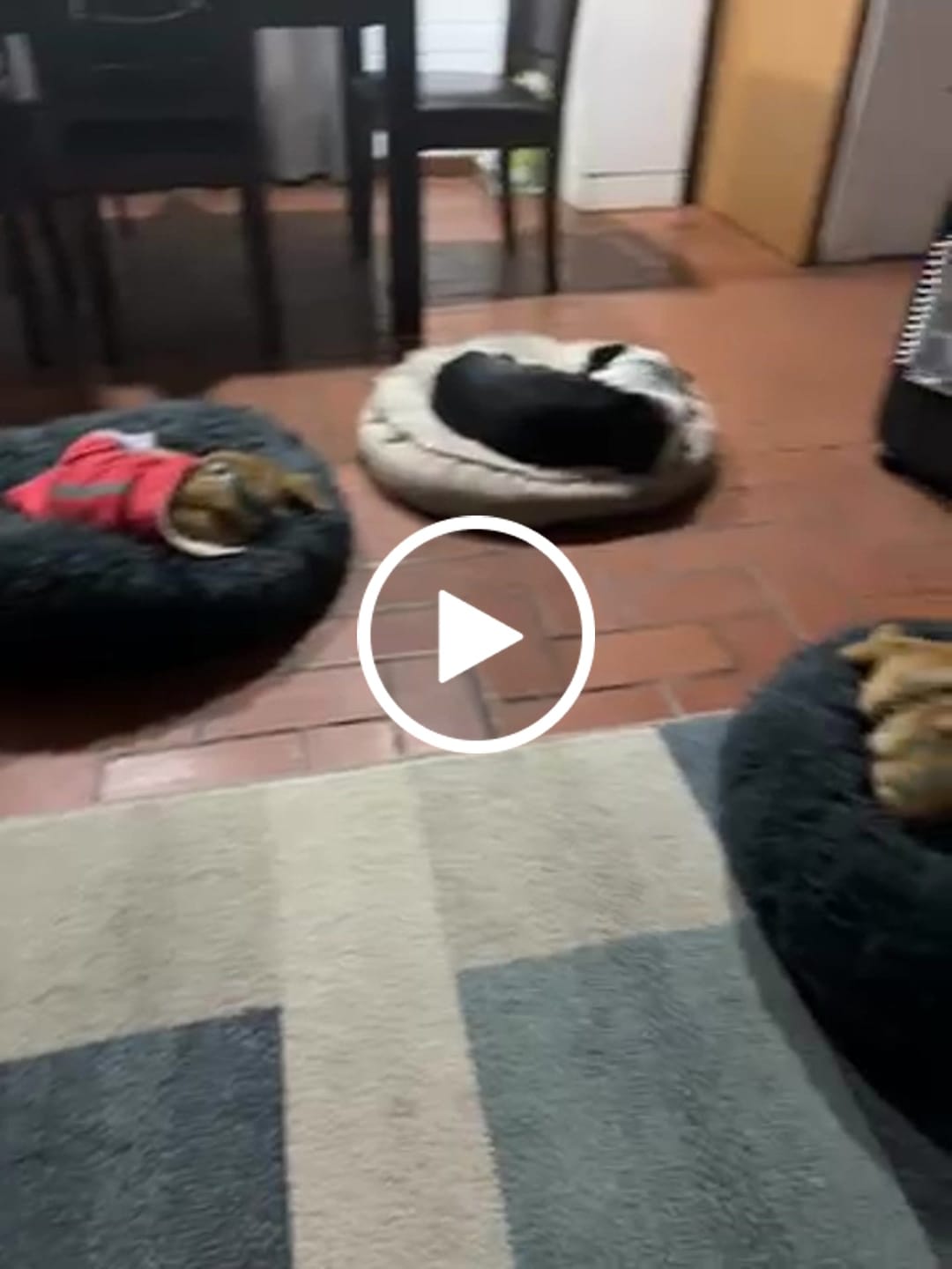 Customer video review of Alimento Perro Adulto Toda Raza Proteína Insectos