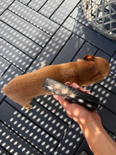 Customer photo review of Fellwunder-Bürste