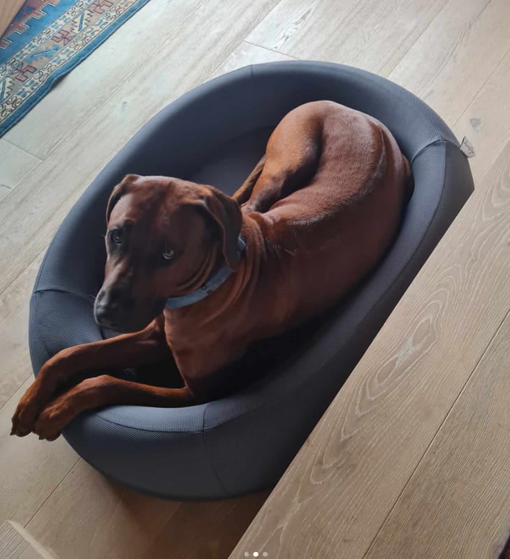 Customer photo review of Brooklyn® Nest Dog Bed