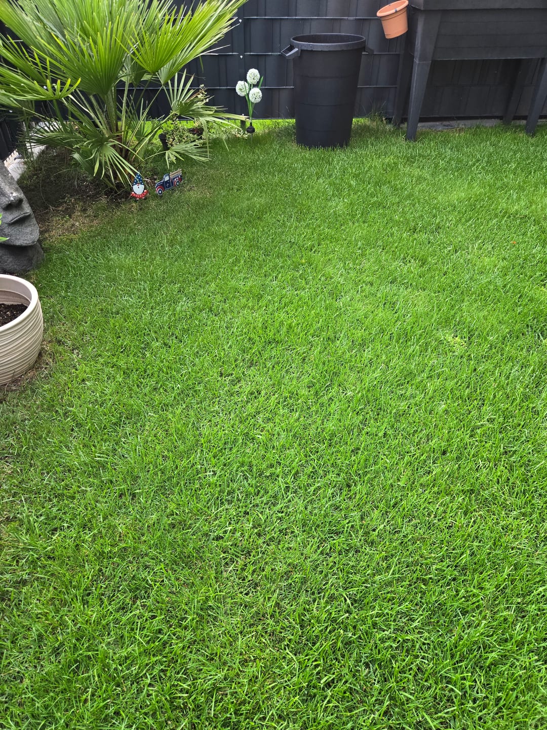 Customer photo review of RASENBLITZ™ - NACHSAAT