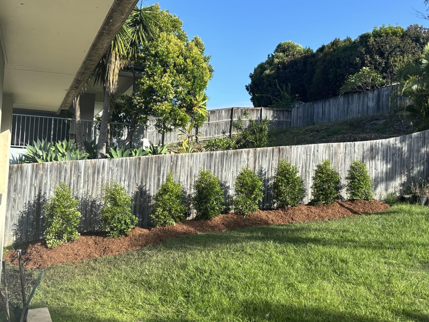 Customer photo review of Lilly Pilly Resilience - Syzygium australe 'Resilience'