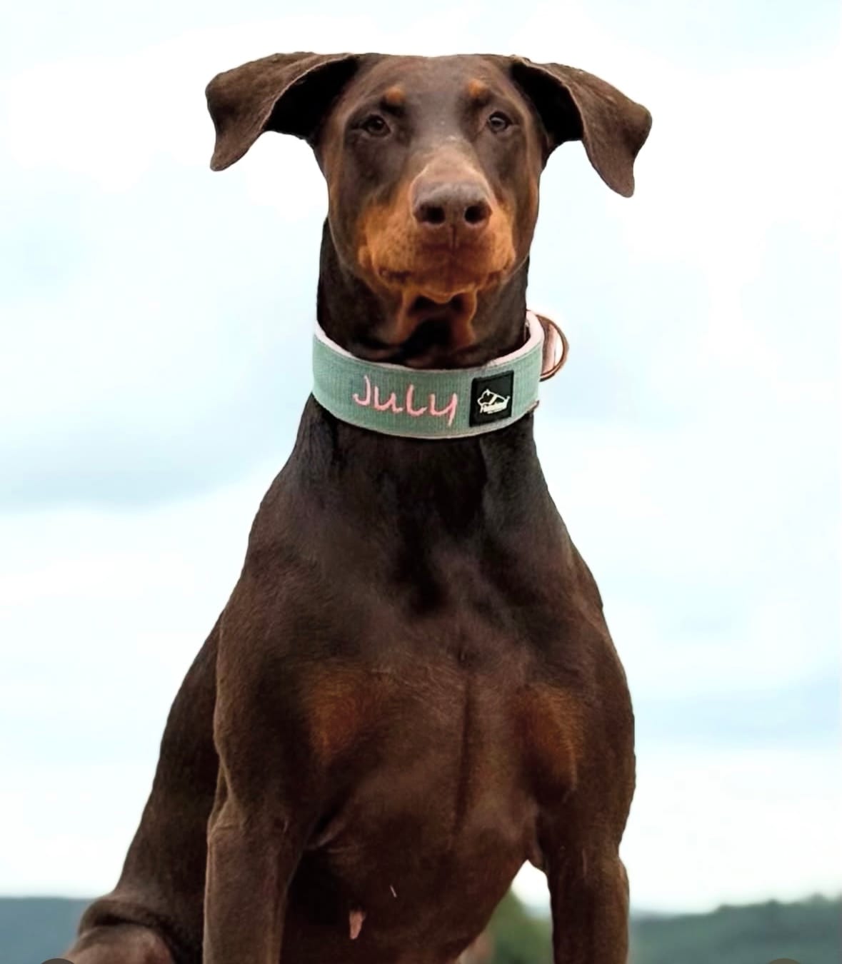 Customer photo review of Hundhalsband med namn