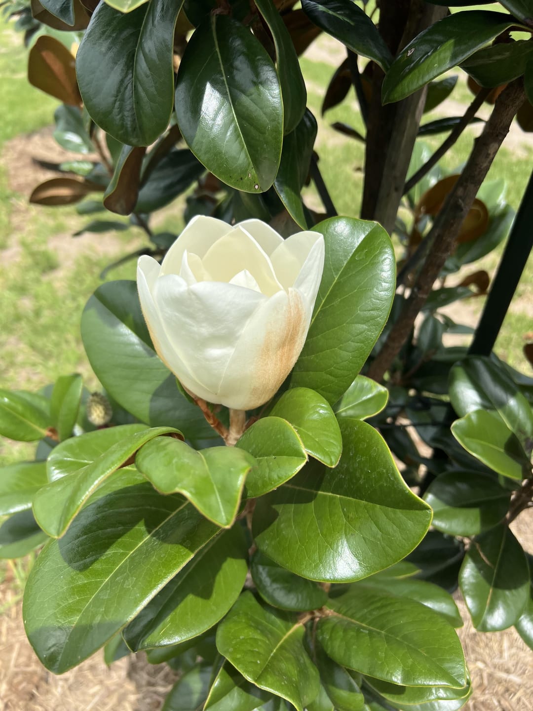 Customer photo review of Teddy Bear Magnolia - Magnolia grandiflora 'Teddy Bear'