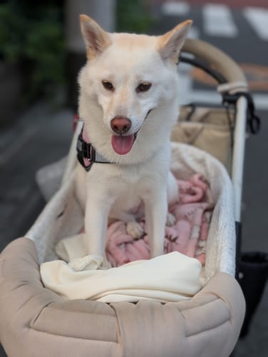 Customer photo review of FunFunPet 高機能ハーネス（お名前タグ作成サービス付き）