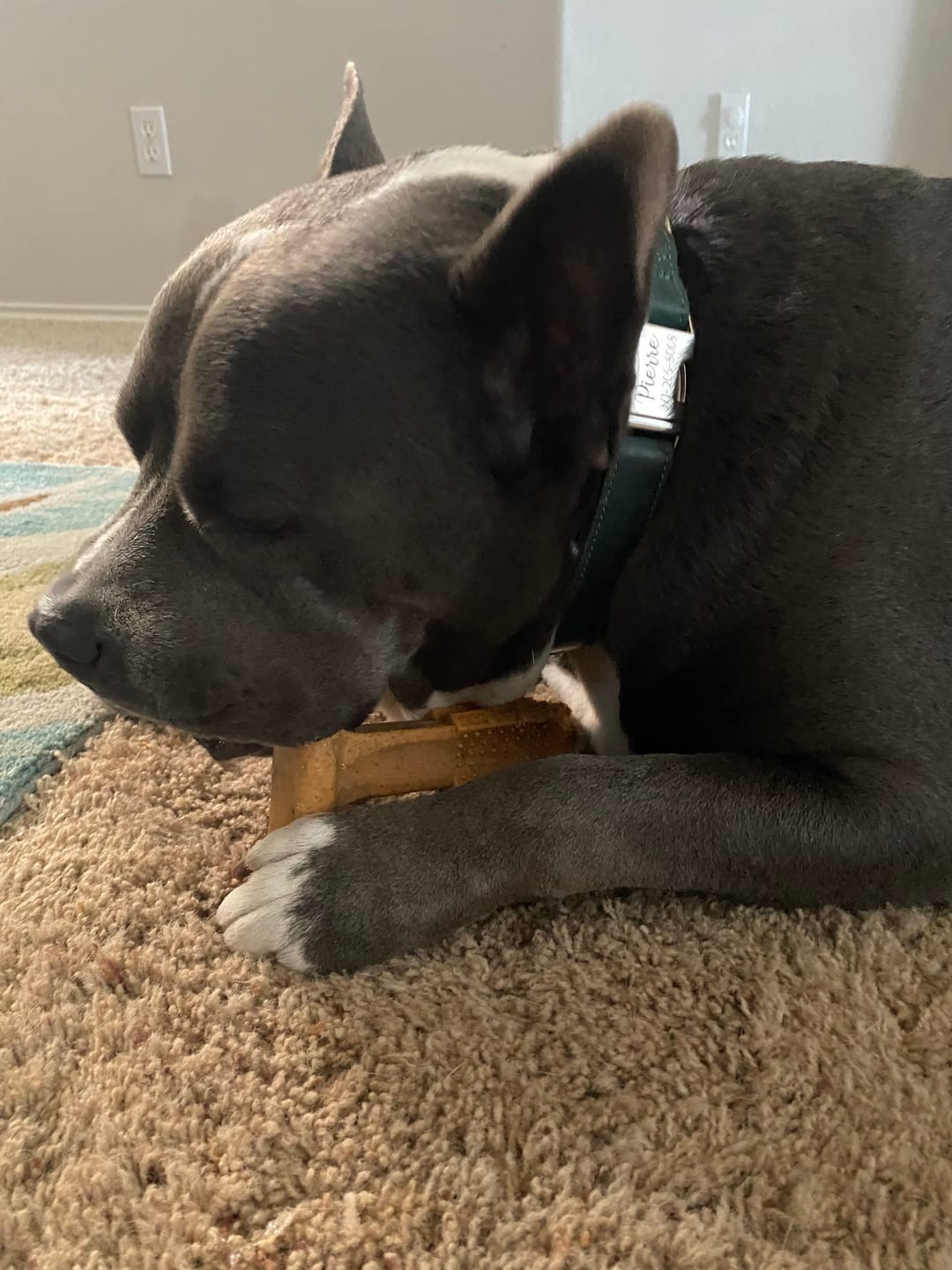 Customer photo review of Leather Dog Collar with Silver Buckle