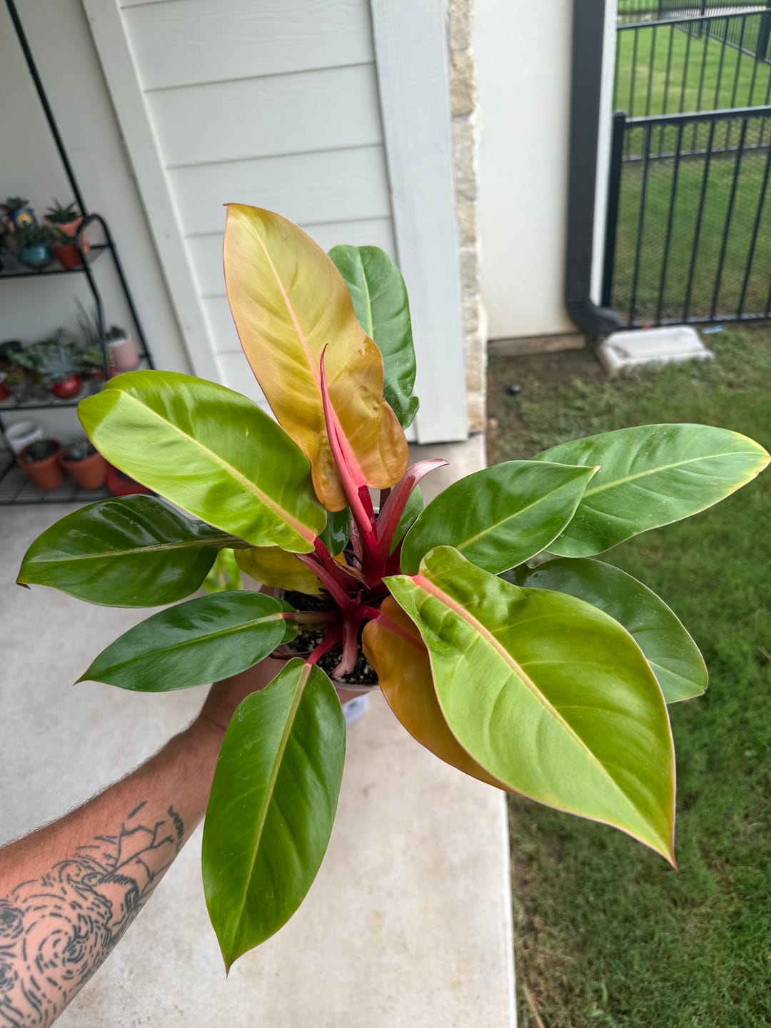 Customer photo review of Philodendron 'Prince of Orange'