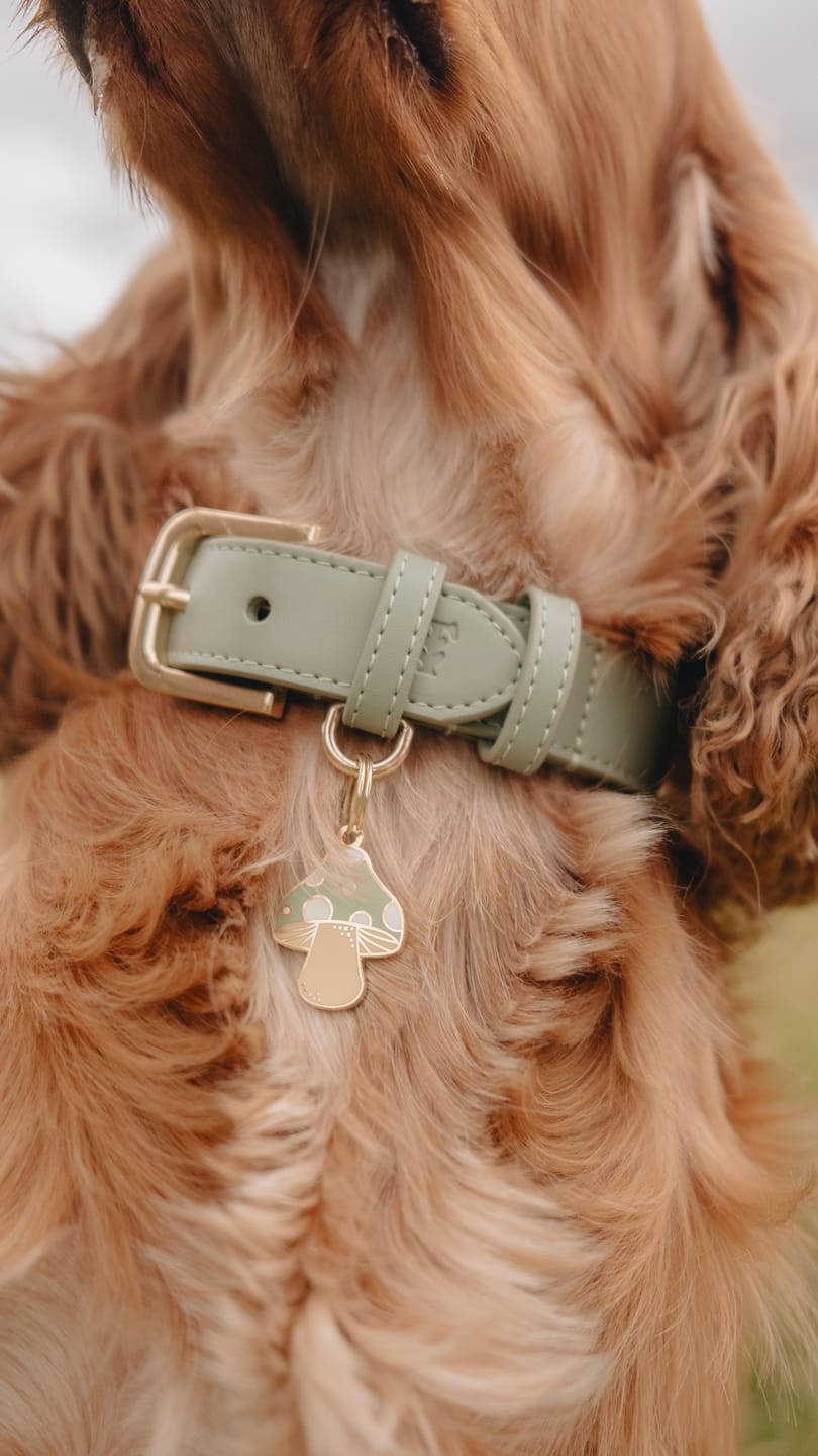 Customer photo review of Sage Dog Collar