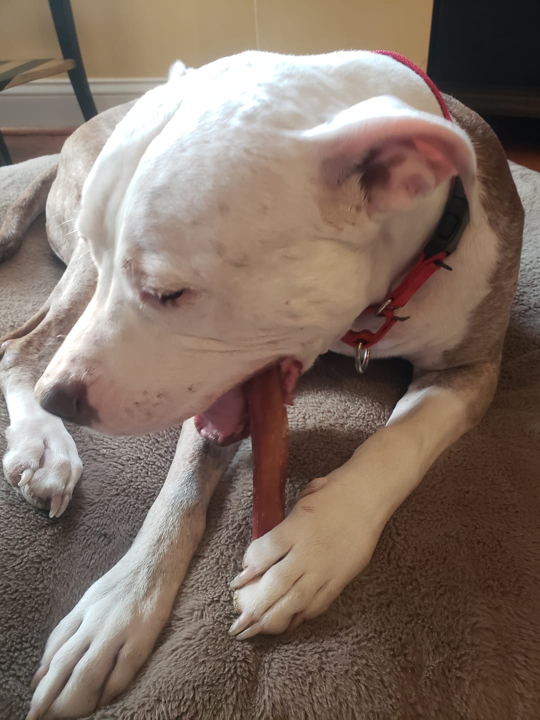 Customer photo review of 6 Inch Jumbo Bully Stick