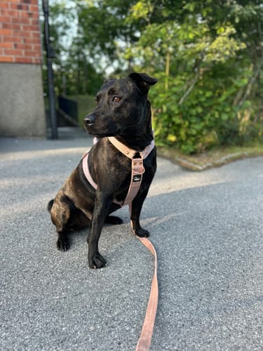 Customer photo review of Easy Walk Extreme Rose Pastel Beige - Sele med snabbspänne