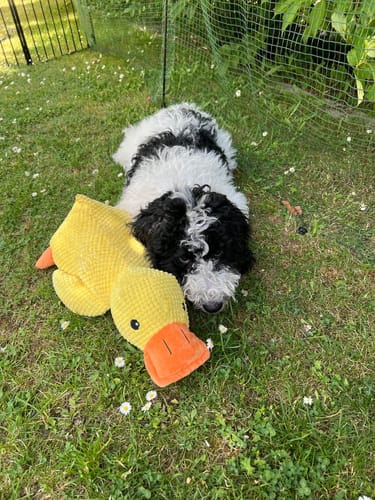 Customer photo review of Anti-Stress Ente