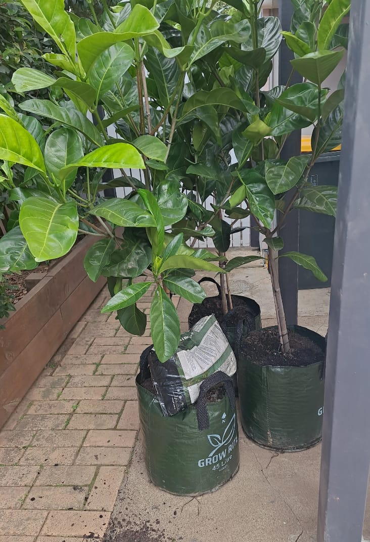 Customer photo review of Native Gardenia - Randia fitzalanii