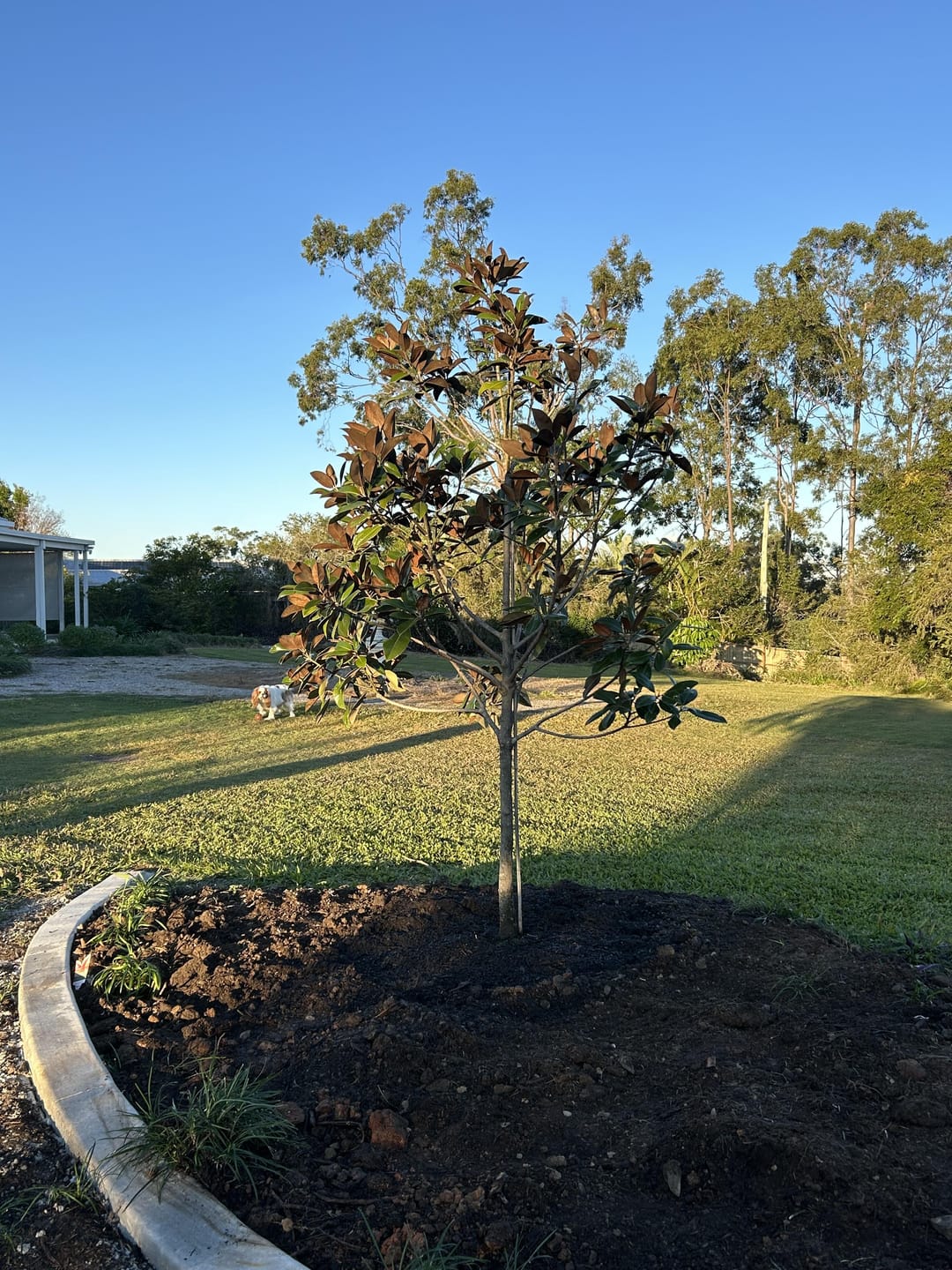 Customer photo review of Exmouth Magnolia - Magnolia grandiflora 'Exmouth'