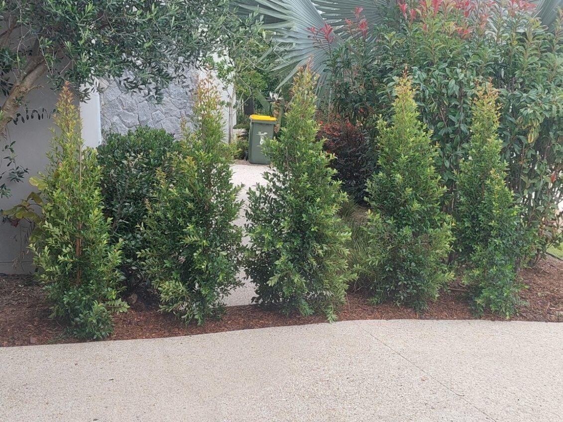 Customer photo review of Lilly Pilly Resilience - Syzygium australe 'Resilience'