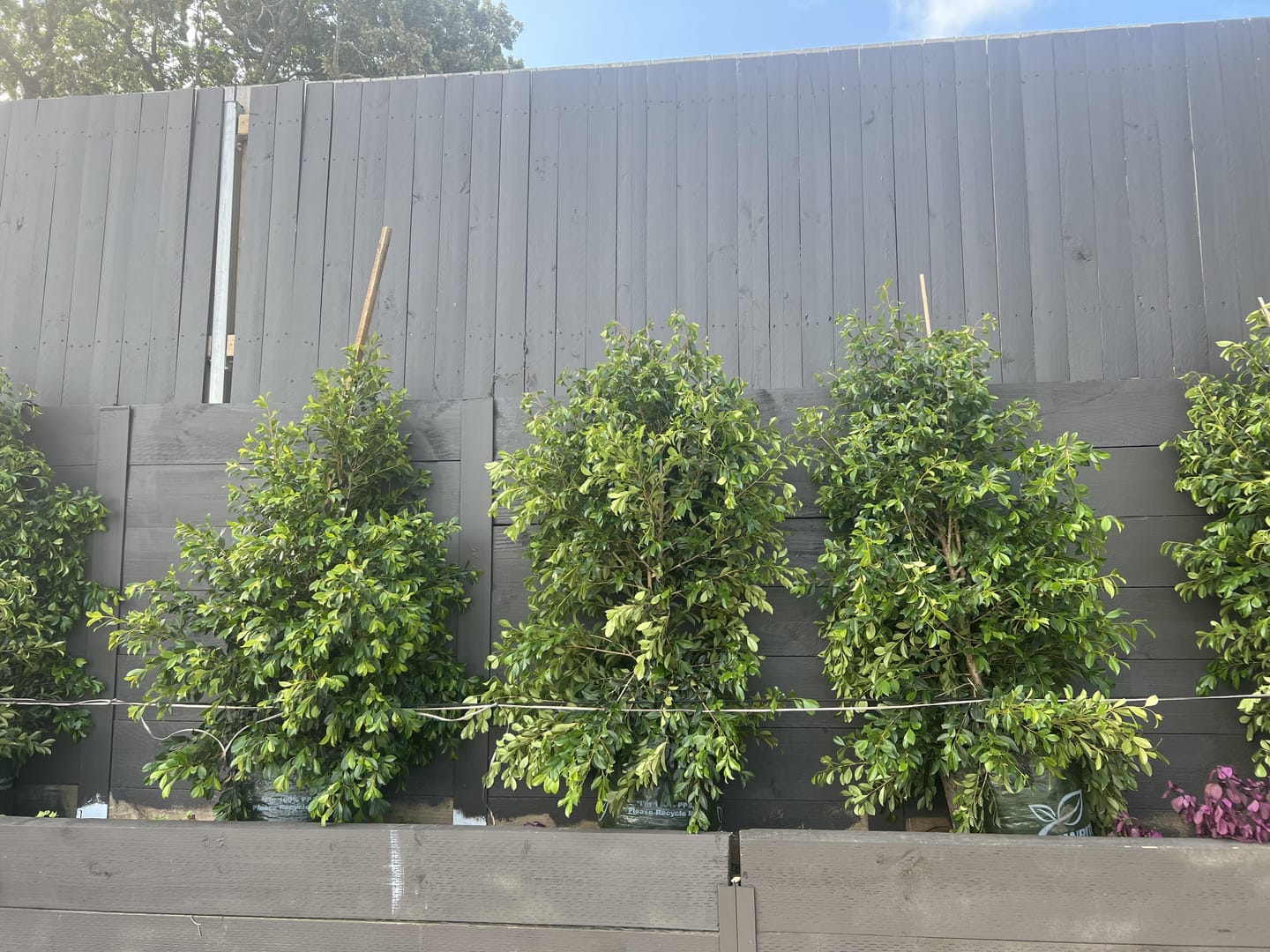 Customer photo review of Lilly Pilly Resilience - Syzygium australe 'Resilience'