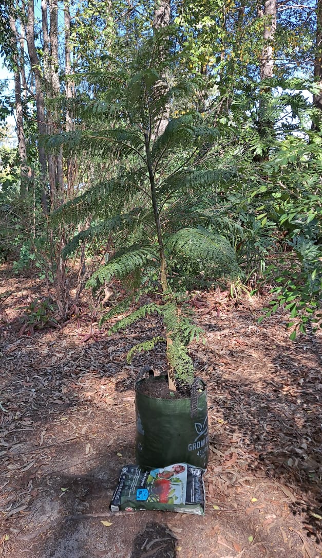 Customer photo review of Jacaranda Tree - Jacaranda mimosifolia