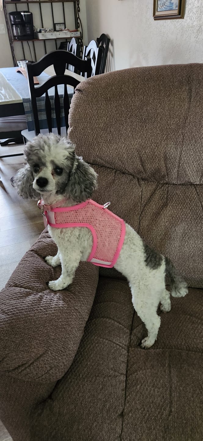 Customer photo review of Netted Wrap N Go Dog Harness