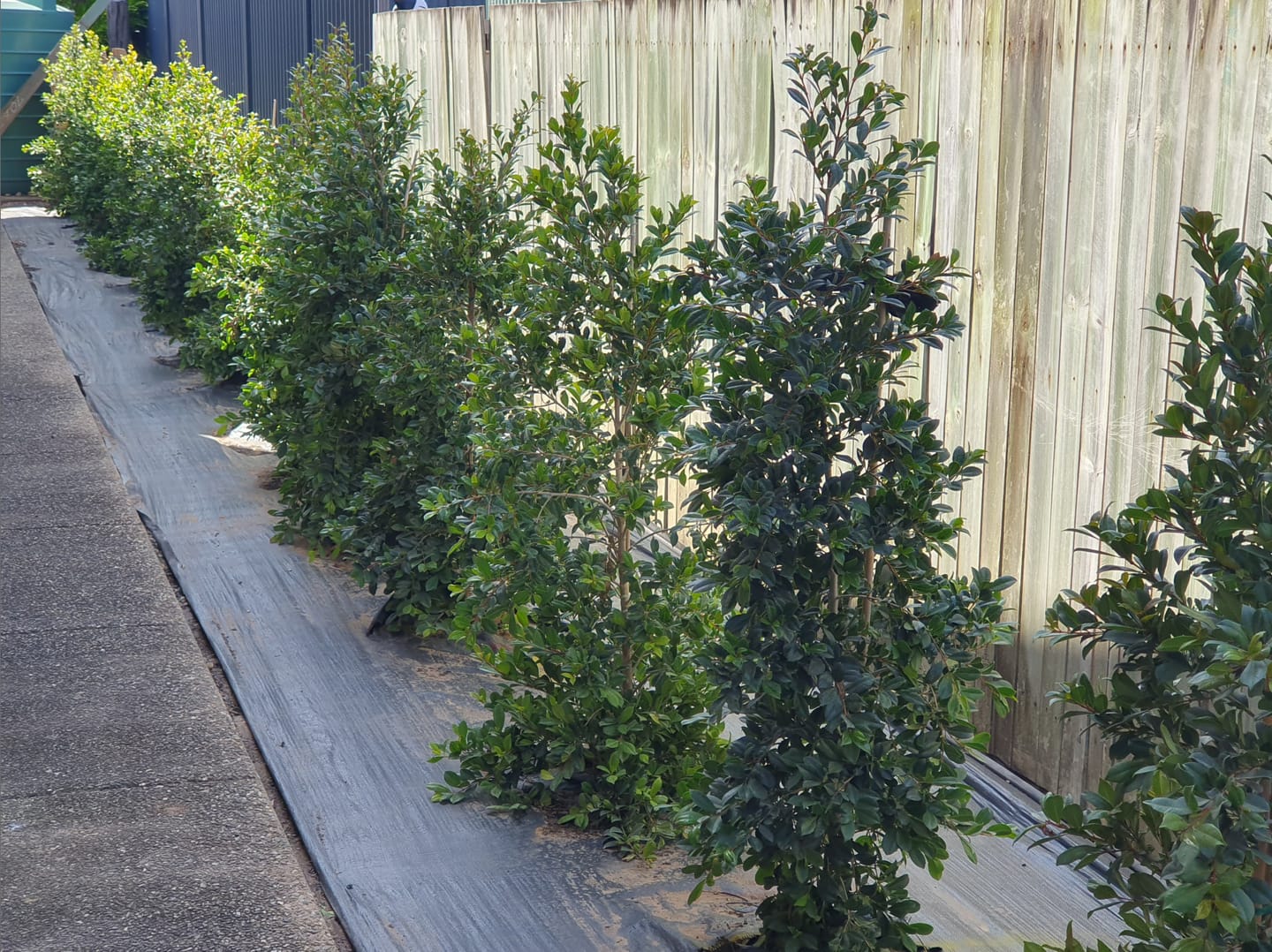 Customer photo review of Lilly Pilly Resilience - Syzygium australe 'Resilience'