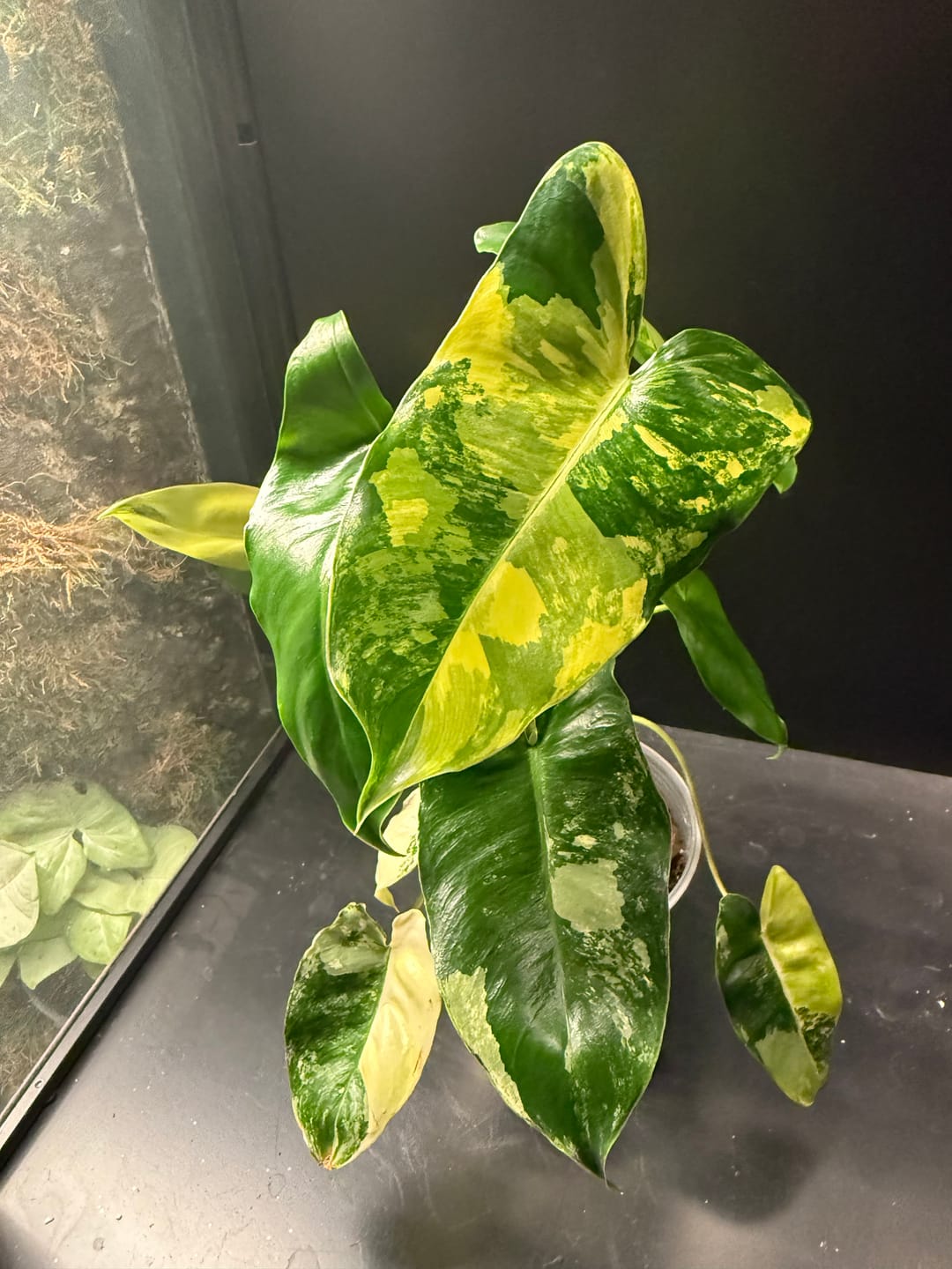 Customer photo review of Philodendron 'Burle Marx Variegata'