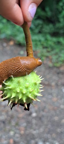 Customer photo review of Edubini Gefunden! Outdoor Suchspiel für Kinder