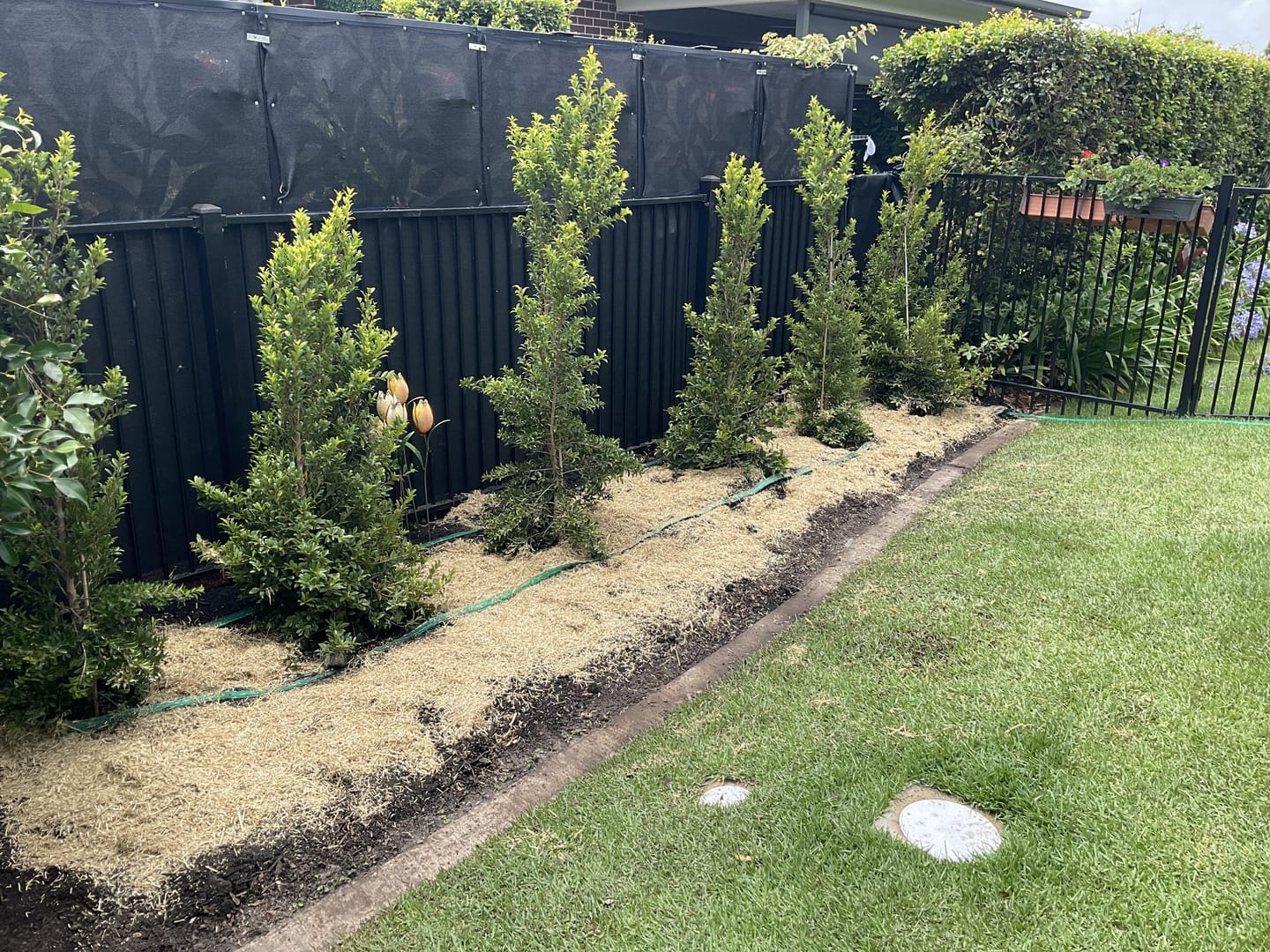 Customer photo review of Lilly Pilly Resilience - Syzygium australe 'Resilience'