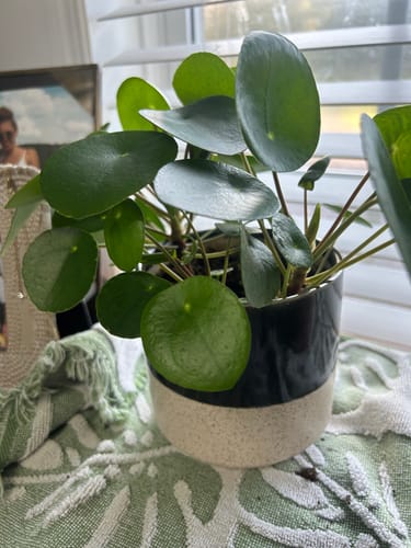 Customer photo review of Plant Food