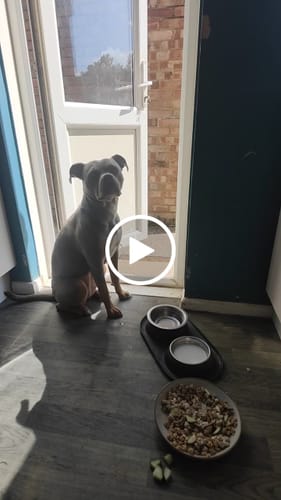 Customer video review of Goat Milk Powder for Dogs