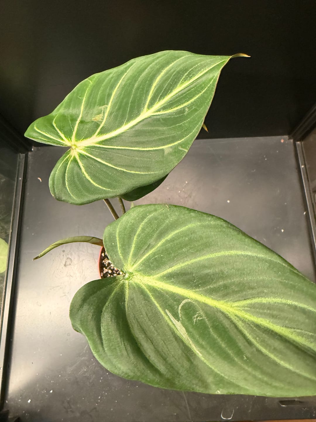 Customer photo review of Philodendron gloriosum
