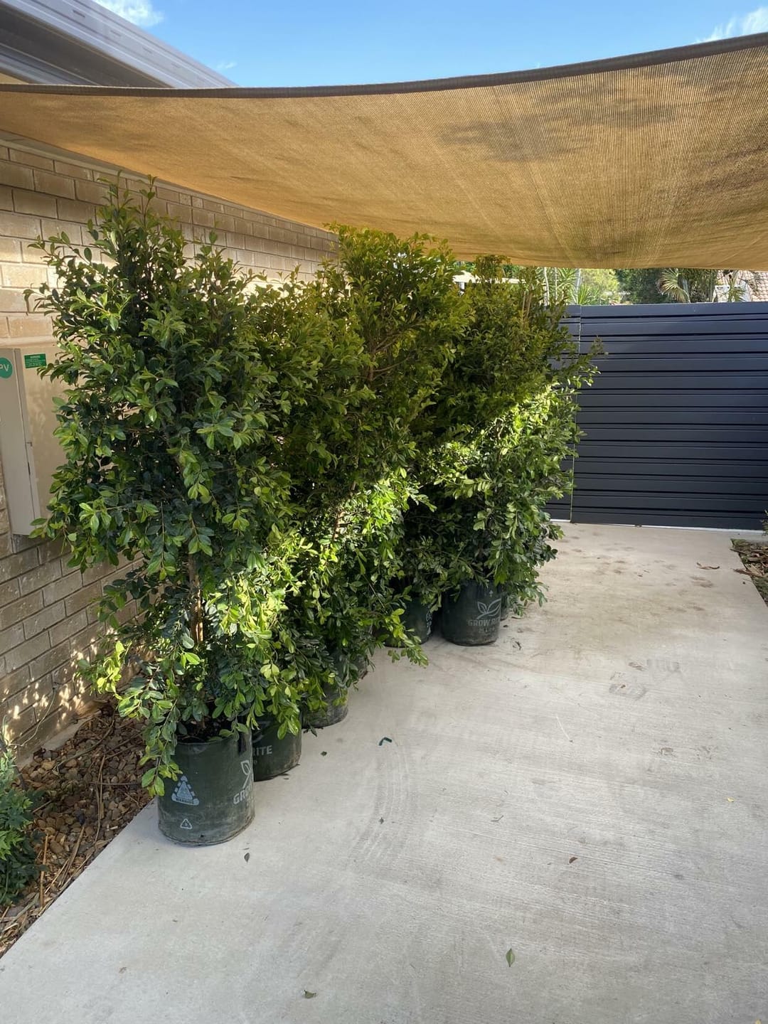 Customer photo review of Lilly Pilly Resilience - Syzygium australe 'Resilience'